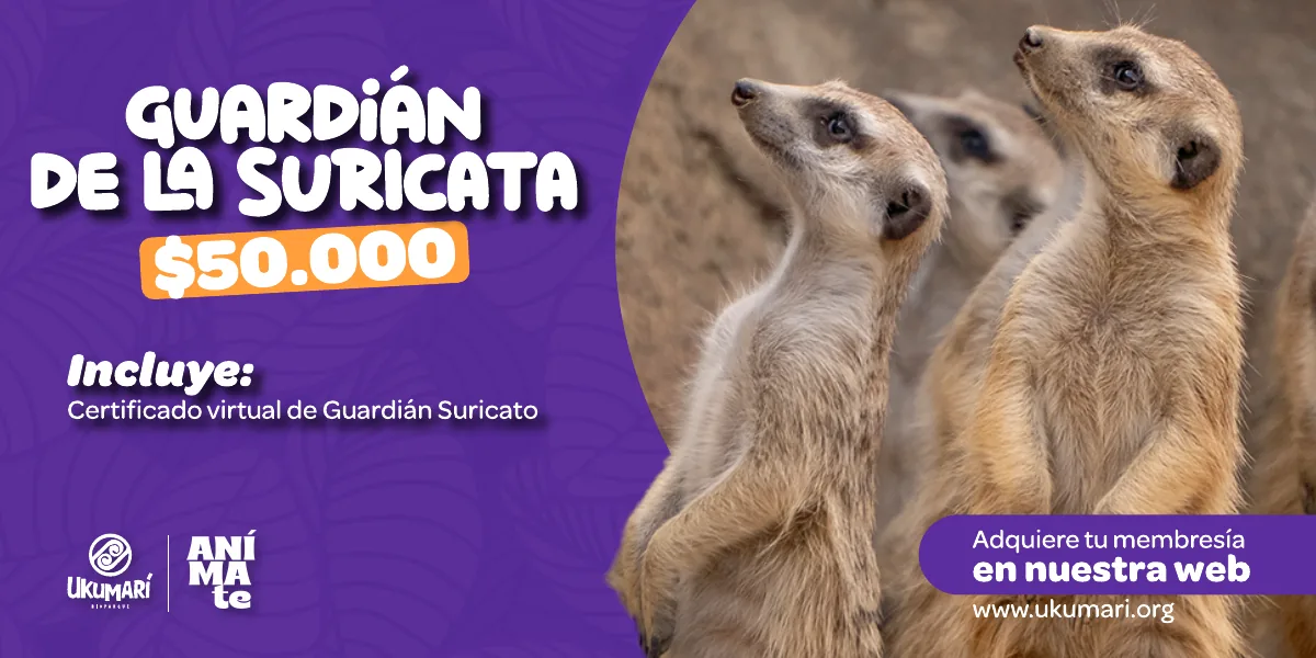 Guardián del Suricato
